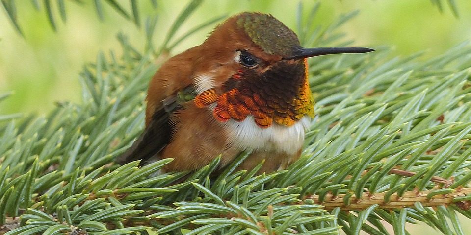 Allenʼs hummingbird